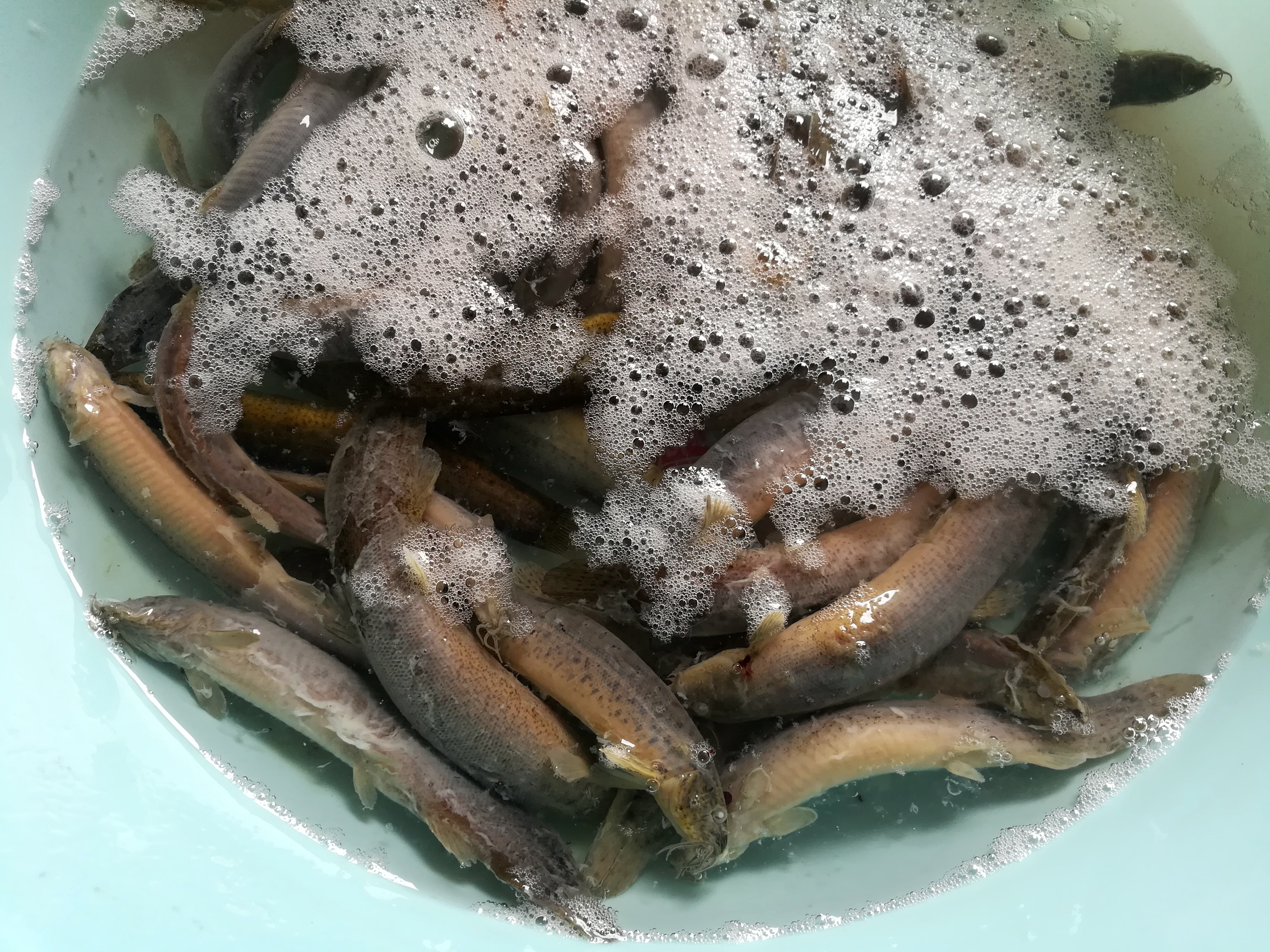 泥鳅含钙,泥鳅钙含量是多少