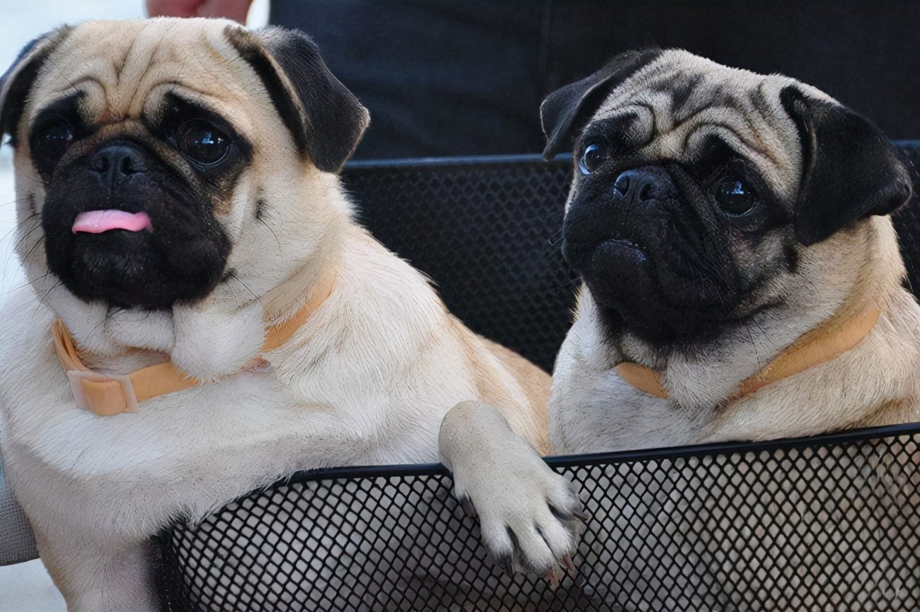 巴哥犬呕吐带白色沫,八哥呕吐食物