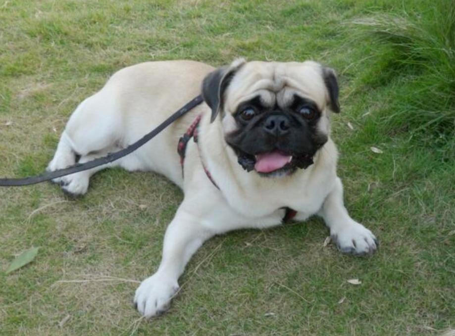 巴哥犬打喷嚏怎么回事,巴哥犬流鼻涕是感冒了吗