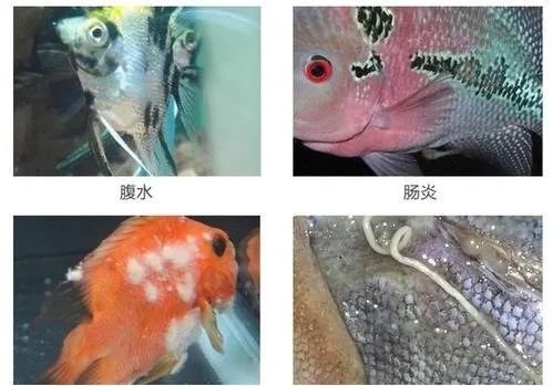 观赏鱼除白点剂治什么鱼病,夏天观赏鱼容易得什么鱼病