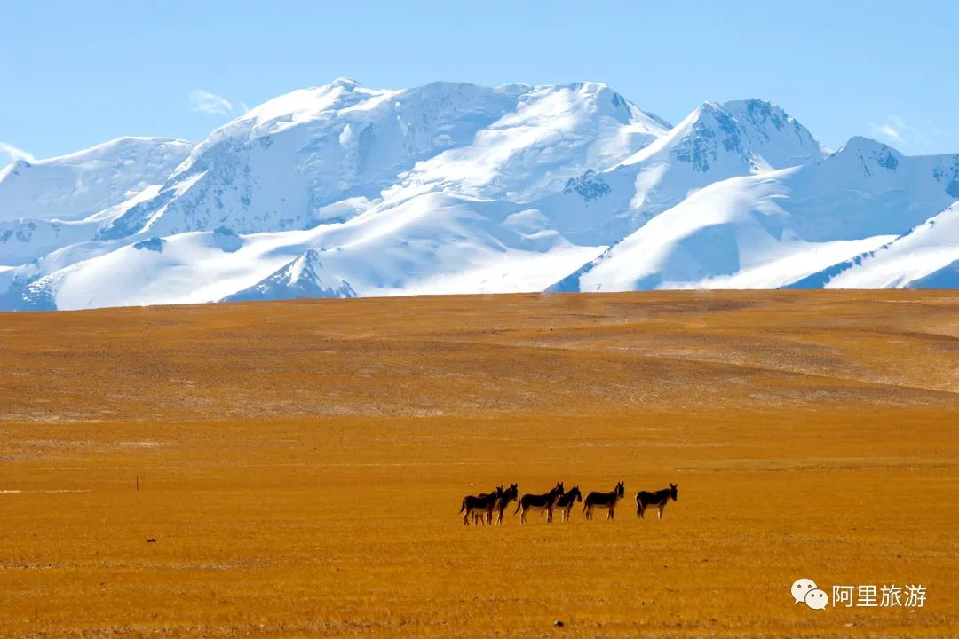 西藏最近很火的大地之树,网红大地之树