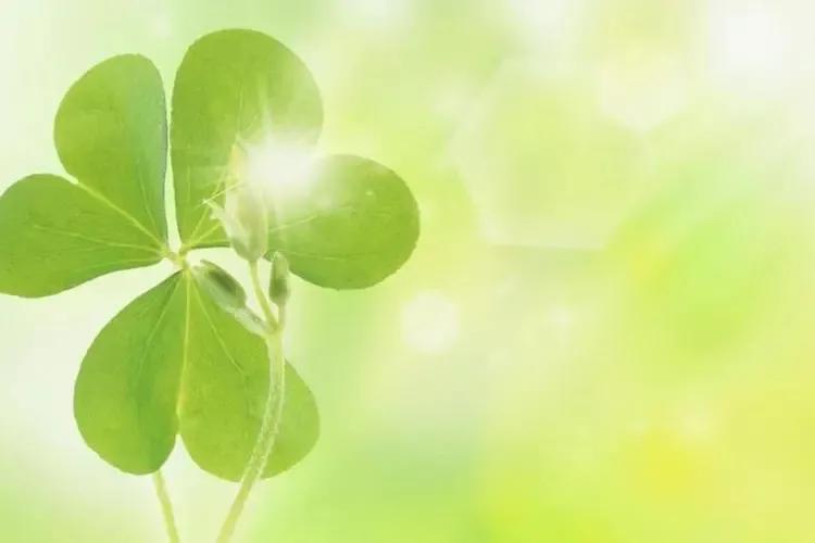 三叶草永远的一抹绿,三叶草我们眼中的缤纷世界