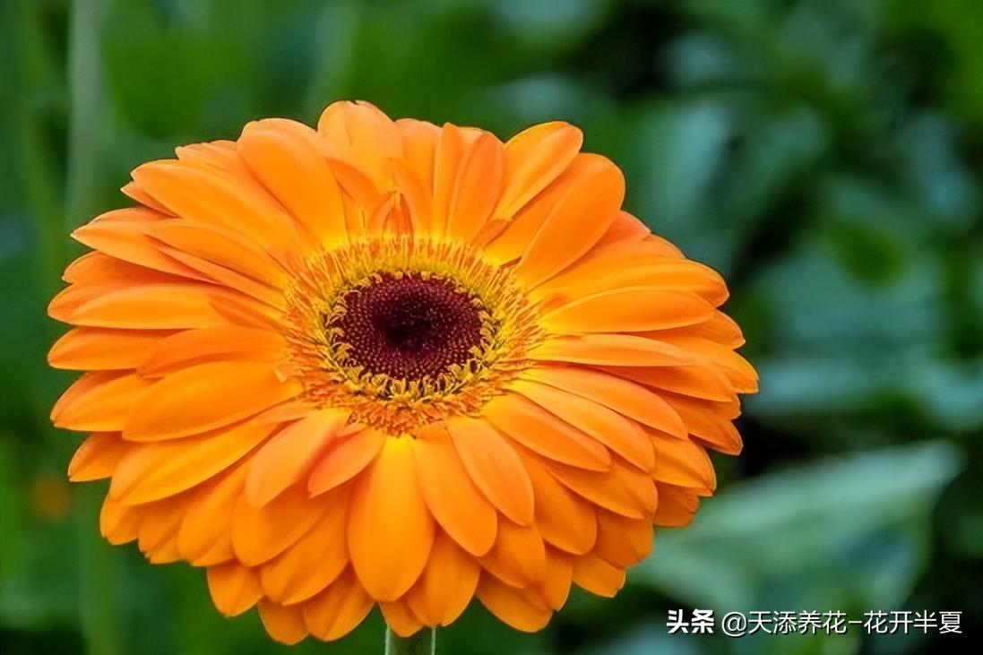 扶郎花的花语和寓意150字简介,扶郎花的花语和寓意