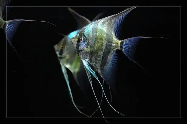 养鱼的正确方法和体验,新手养鱼小知识解析常见养鱼误区