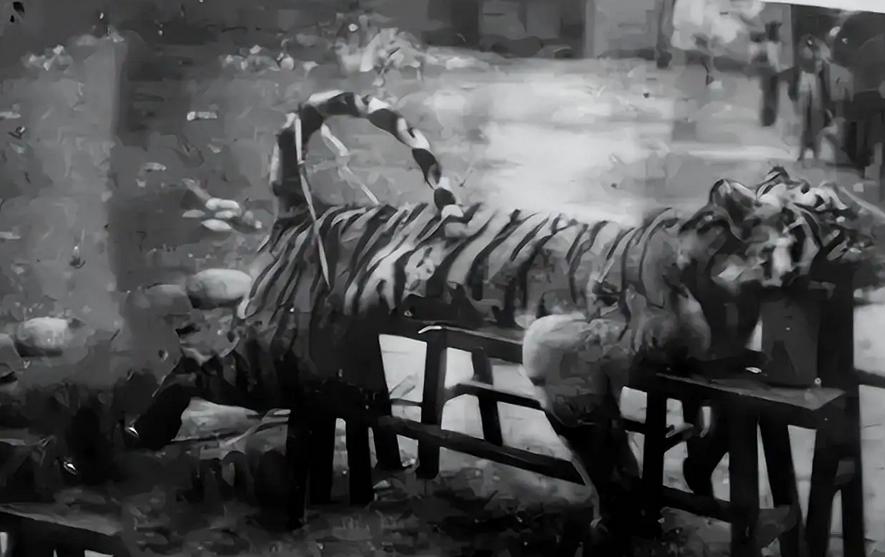 湖南奇人贺业武：一生杀死305只老虎，到死也不透露秘药配方