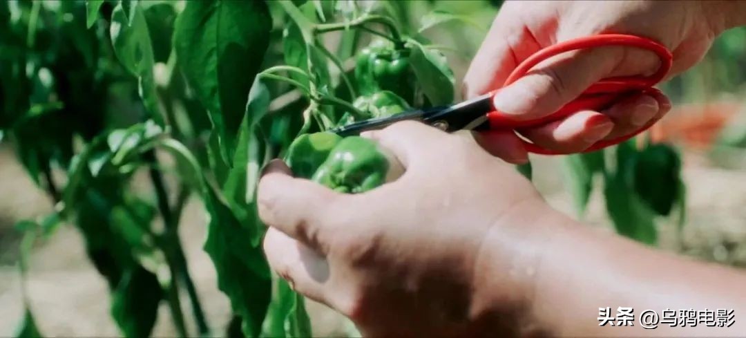 豆瓣8.1！日本杀疯了，又拍了部过不了审的…