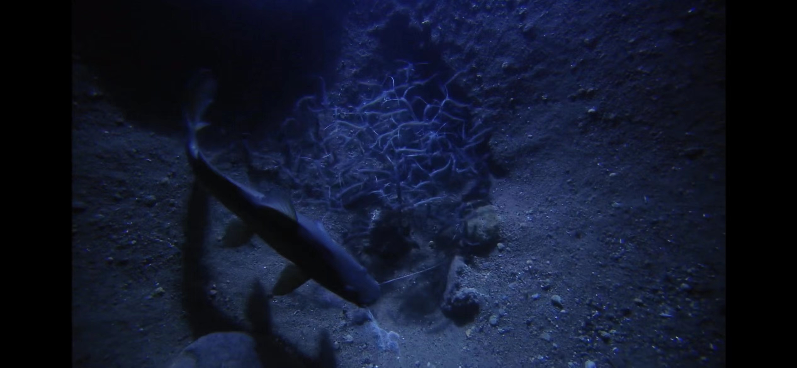 精心挑选6种最容易饲养的观赏鱼,新手饲养观赏鱼有哪些推荐