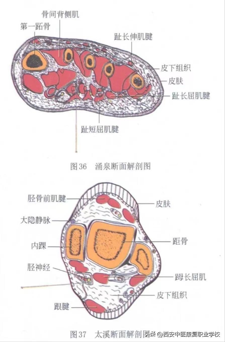 穴位图解——足少阴肾经经穴