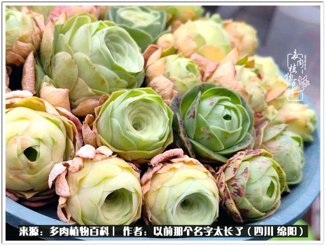 夏天山地玫瑰,小清新山地玫瑰