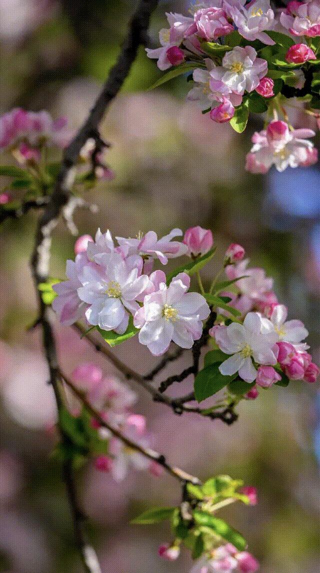 济南周边春天赏花全攻略,济南春日赏花攻略已送达