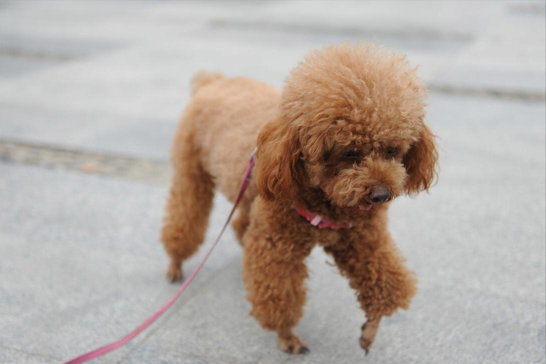 褐色泰迪大概多少钱一只,一只纯种泰迪多少钱