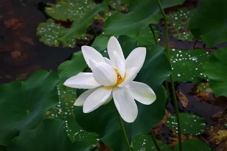 想要征服女人学会这三招才最有用,征服女人的4个诀窍