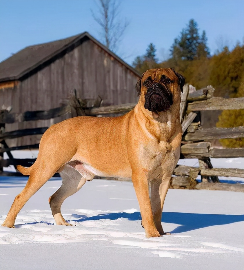 胆子大的猛犬,胆子小的猛犬