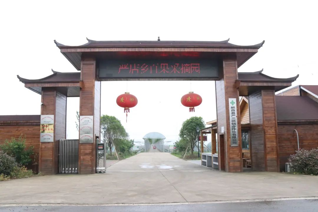 孩子们的快乐星球！周末带娃，肥西这些地方就够啦！