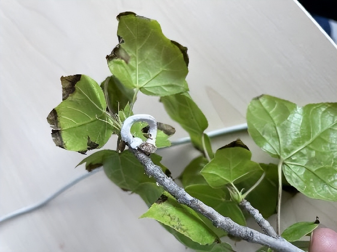 12月份园林绿化养护工作重点,元月份园林养护重点工作