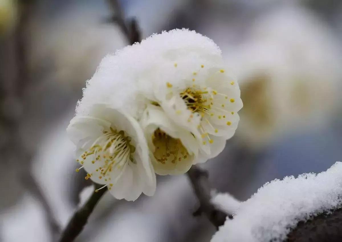 诗词丨心有花开，春景常在