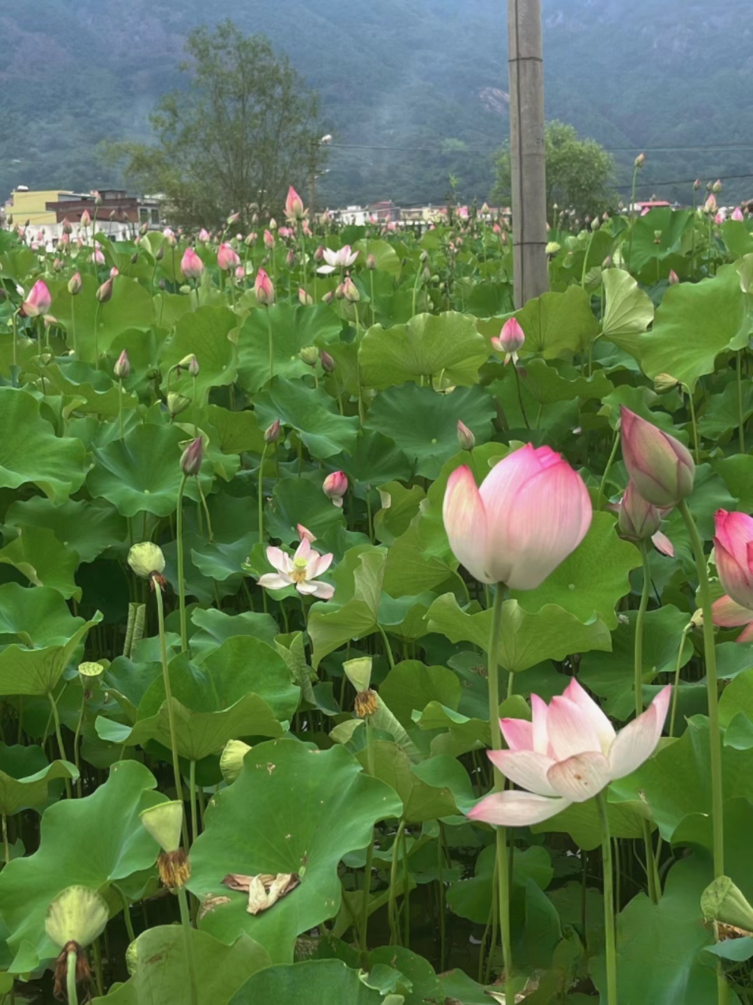 莆田荷花花海,莆田夏天哪里赏荷花