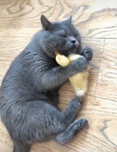 英短猫多少钱一只银渐层,英短猫多少钱一只邢台