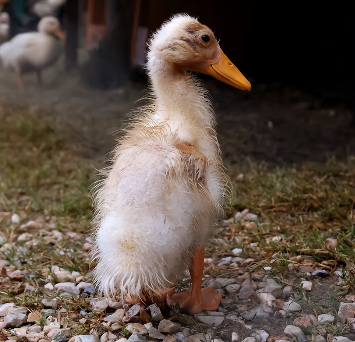 小鹅拉石灰样粪便是什么原因,禽医聊养鸭