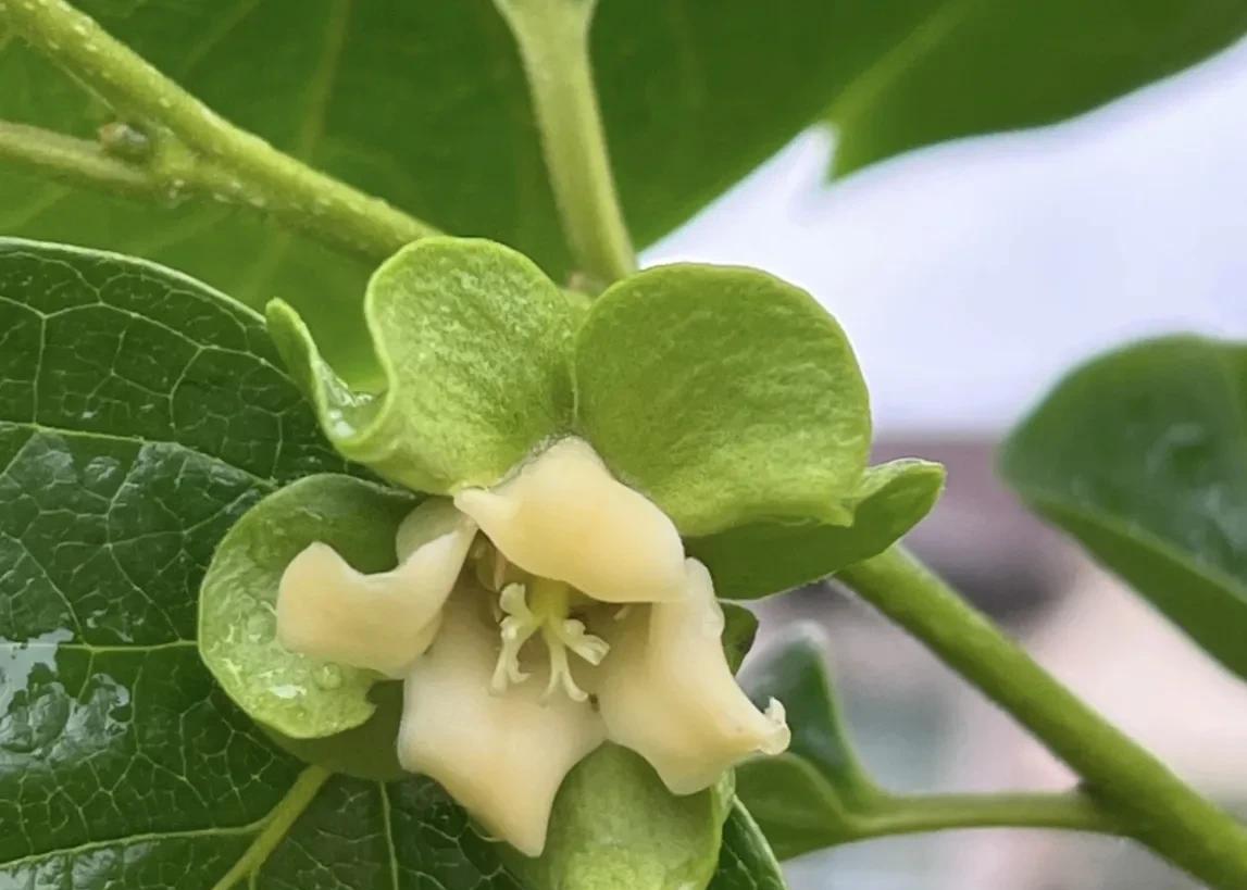 柿子生长期如何防落果,柿子九月份的病虫害管理