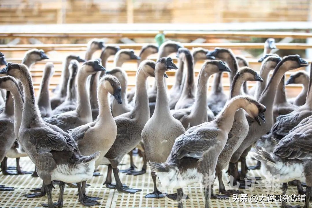 年入12.5亿！海鹏公司摘牌高明明城58亩工业用地主打三洲黑鹅！