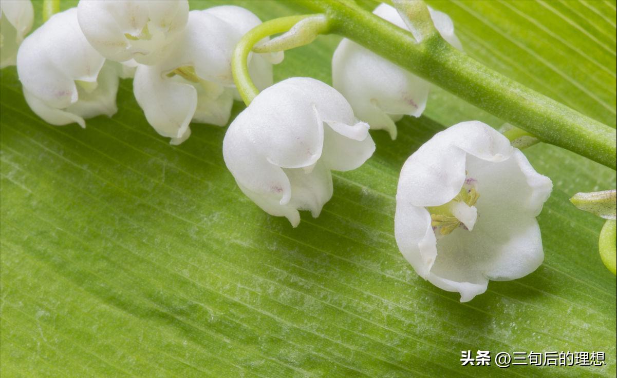 铃兰花的养殖方法视频教程,铃兰花该怎么养好看图片