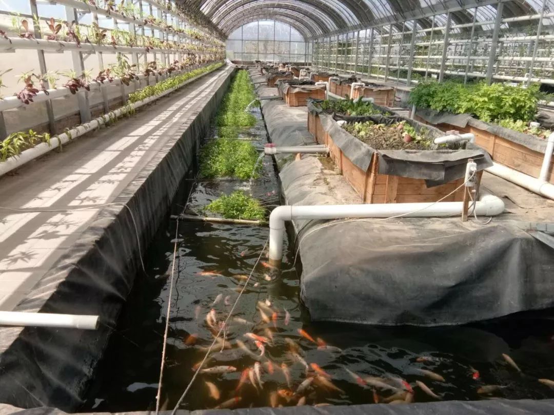 鱼菜共生哪些菜净化水质好,什么鱼和什么菜可以达成鱼菜共生