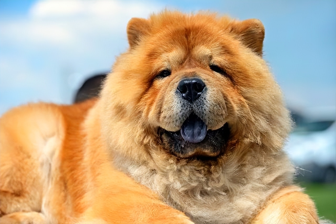 松狮犬白送都不养，太难“驾驭”了