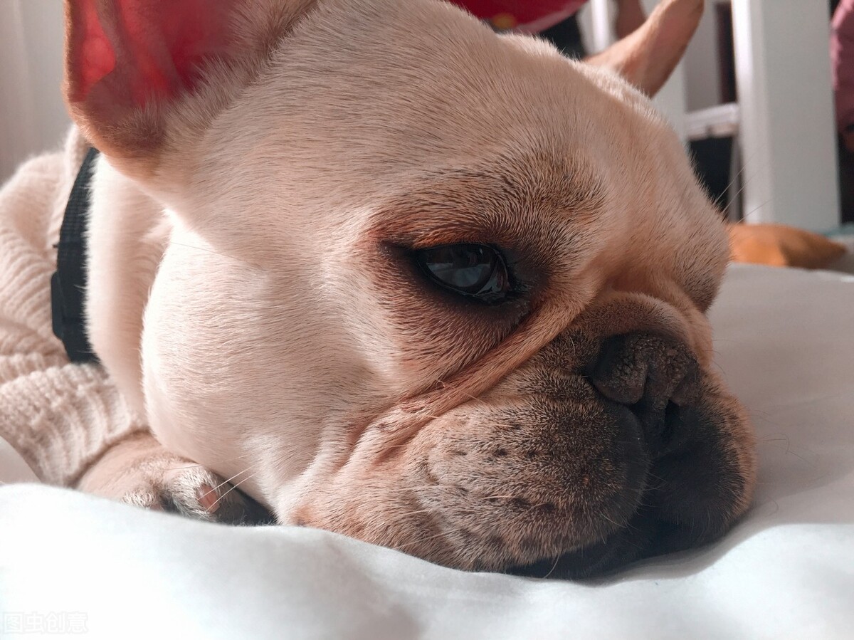 狗狗呕吐黄水泡沫是怎么回事,狗狗生产前呕吐黄水