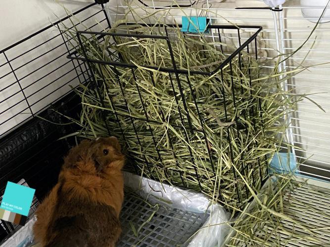 兔场清粪带的设计方案,兔场自动清粪设备什么价格