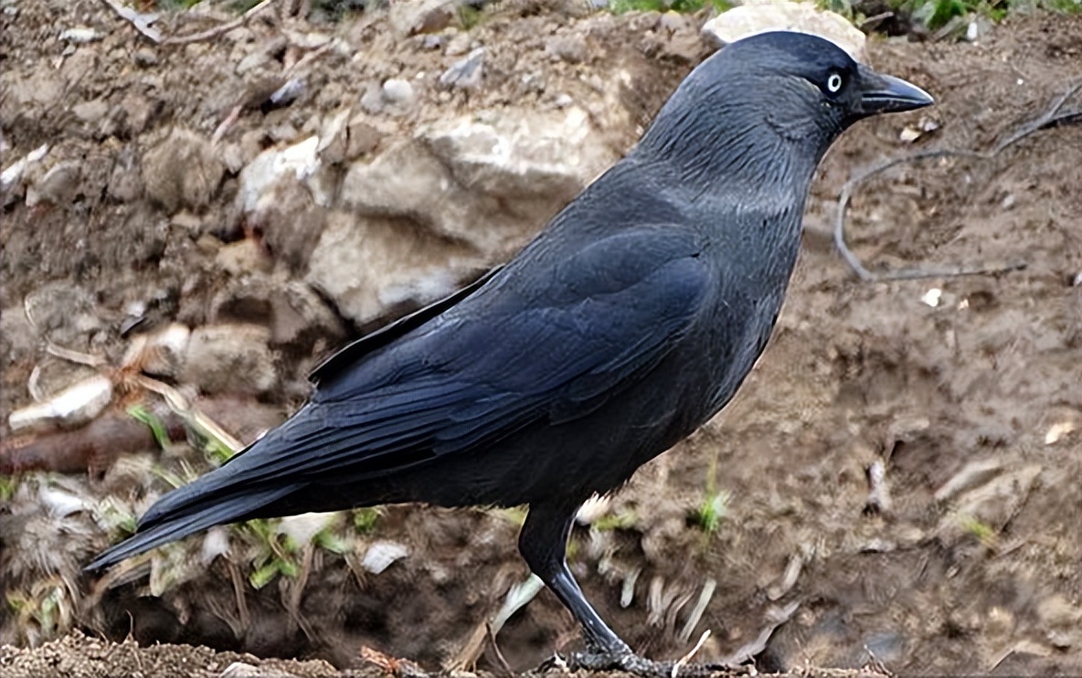 50张最佳鸟类摄影作品,鸟儿大全大图