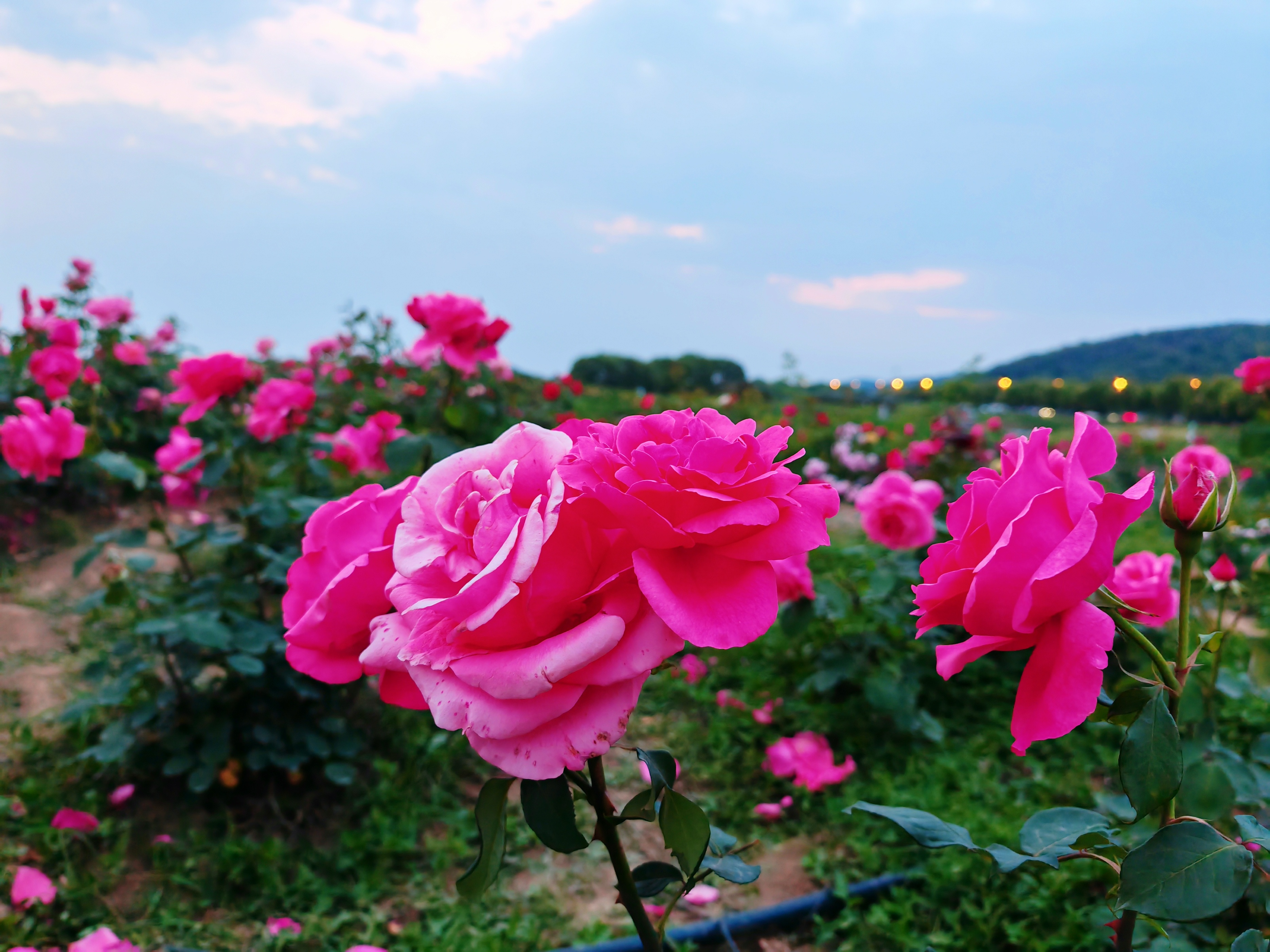 为什么国产手机拍照会模糊,国产旗舰手机为什么喜欢拍照