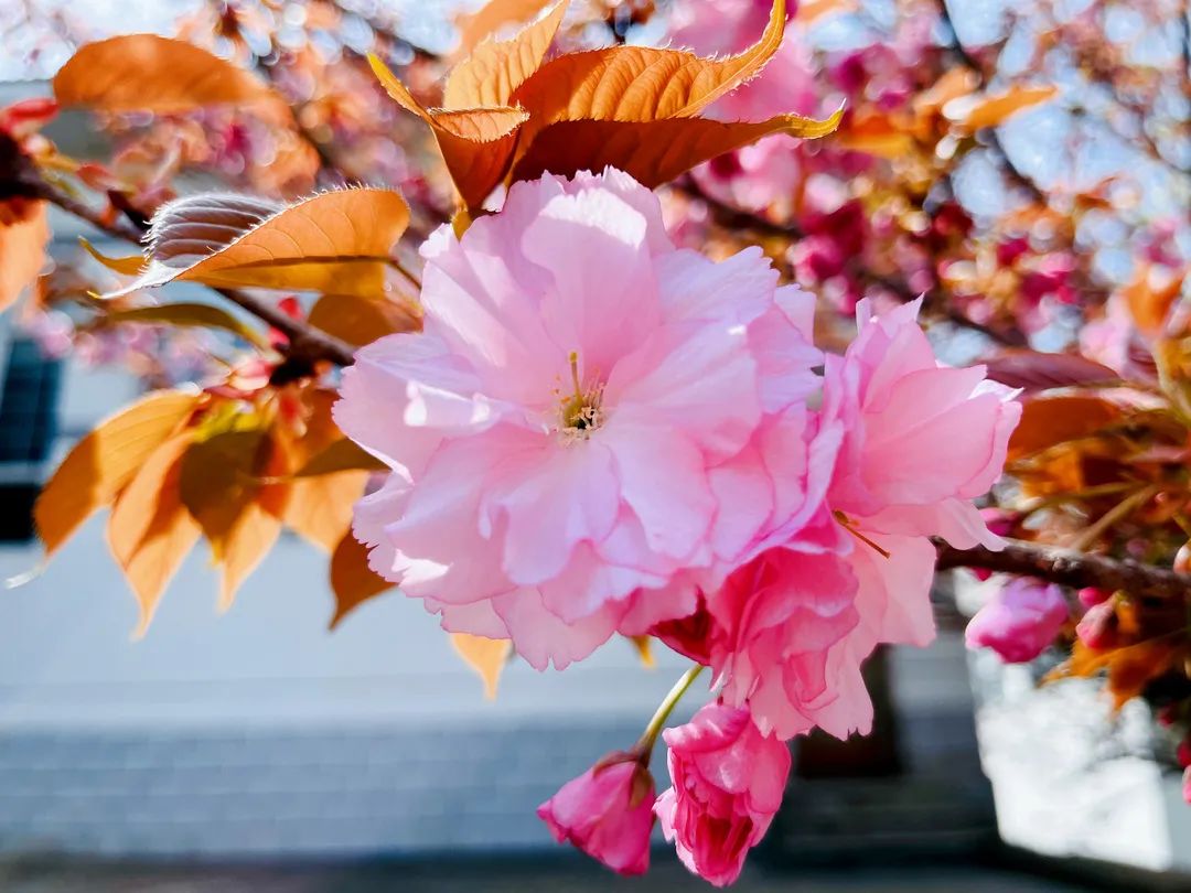 271教育|芳菲万里等你相遇——第一山无限*光春**好