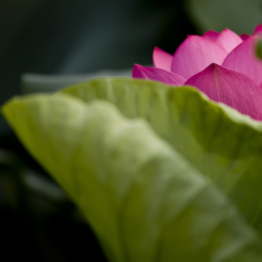 南京玄武湖游览指南,南京玄武湖几级景区