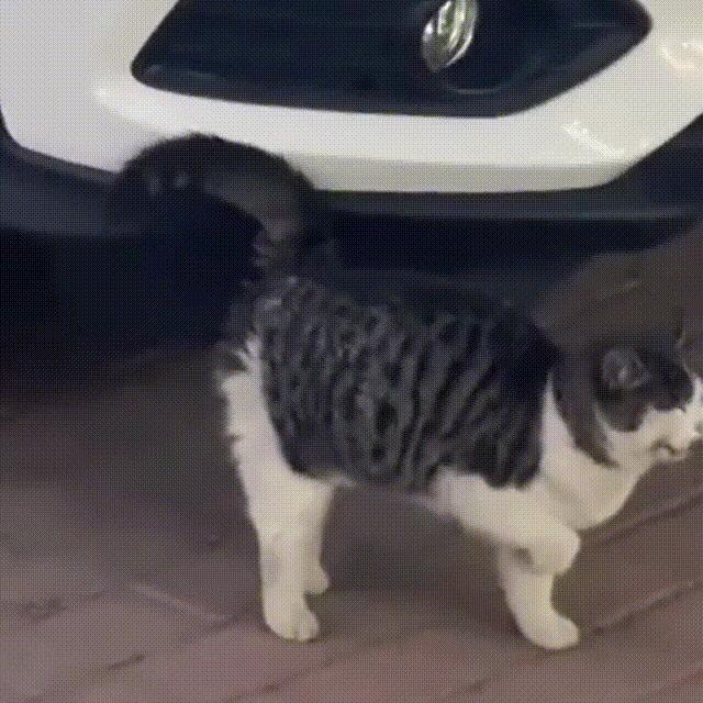 流浪猫和自家猫是怎么取暖的,流浪猫取暖全过程