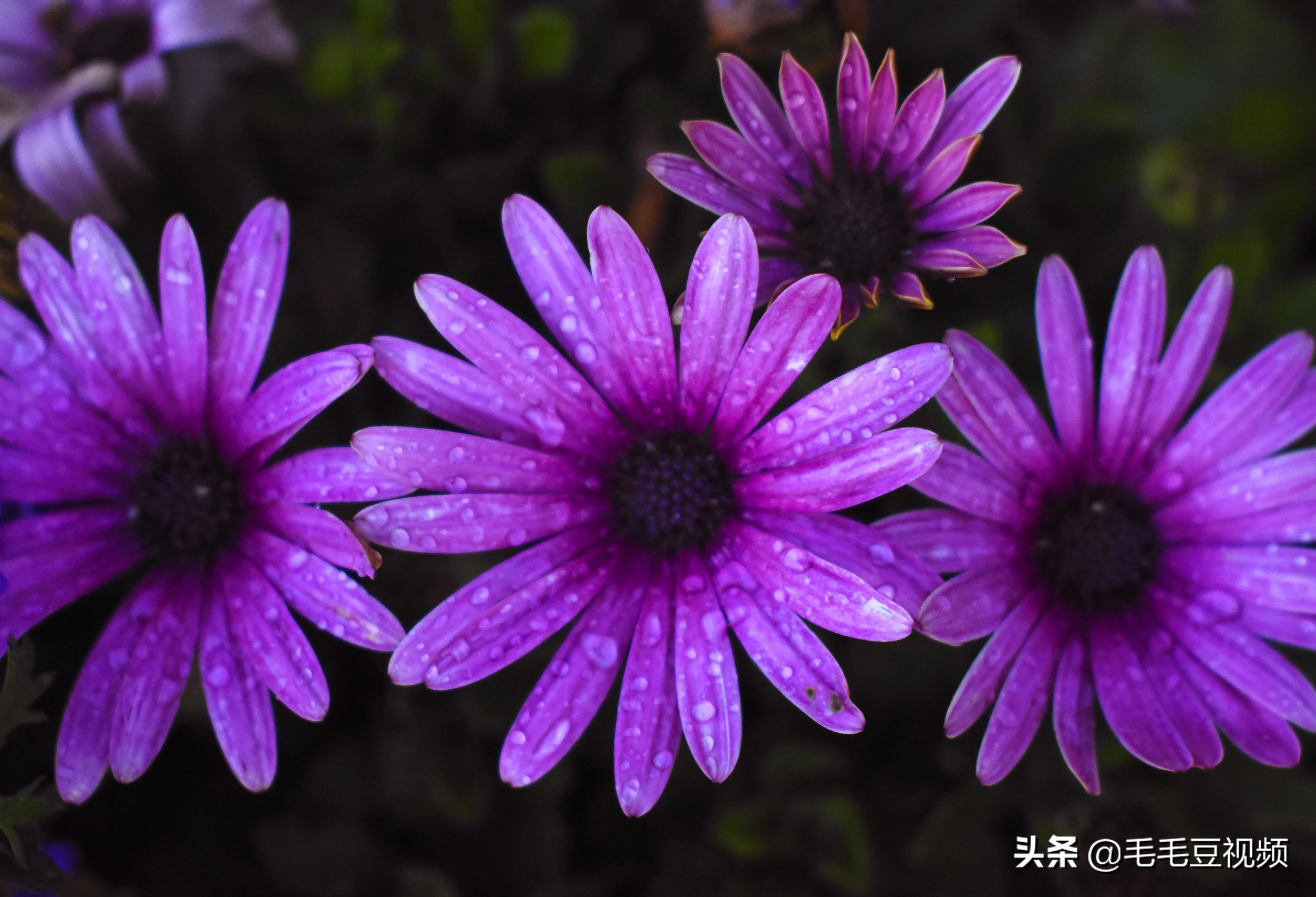 厦门适合初次约会的景点,厦门约会免费景点攻略图