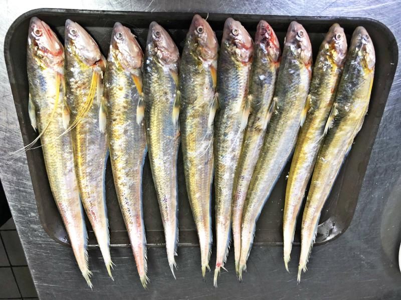 野生17斤多的大黄鱼到底有啥营养,真正的野生大黄鱼是怎么样的
