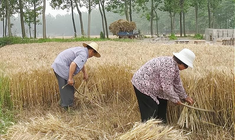 俗话讲明堂如播米是什么意思,明堂播如米子孙穷到底是什么意思