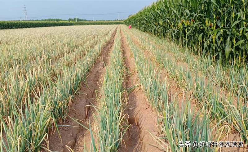 大葱上有小虫子怎么办,大葱有葱虫怎么办