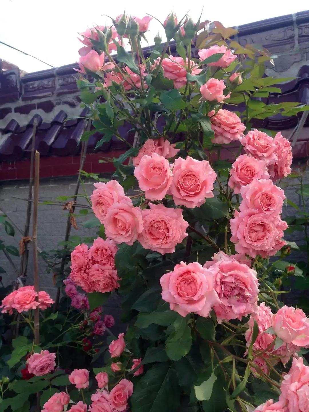 珊瑚果冻月季优缺点,珊瑚果冻月季图片