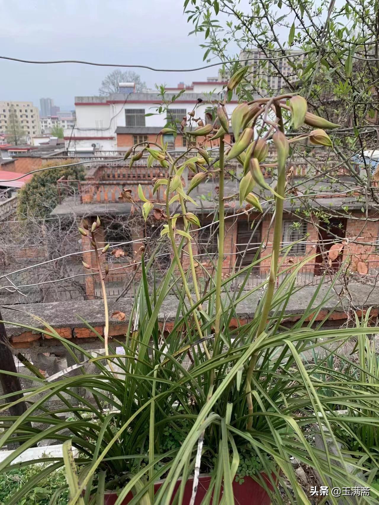 明月家乡的黄荆、小叶女贞、卫矛、金弹子、蕙兰、三角枫赏析