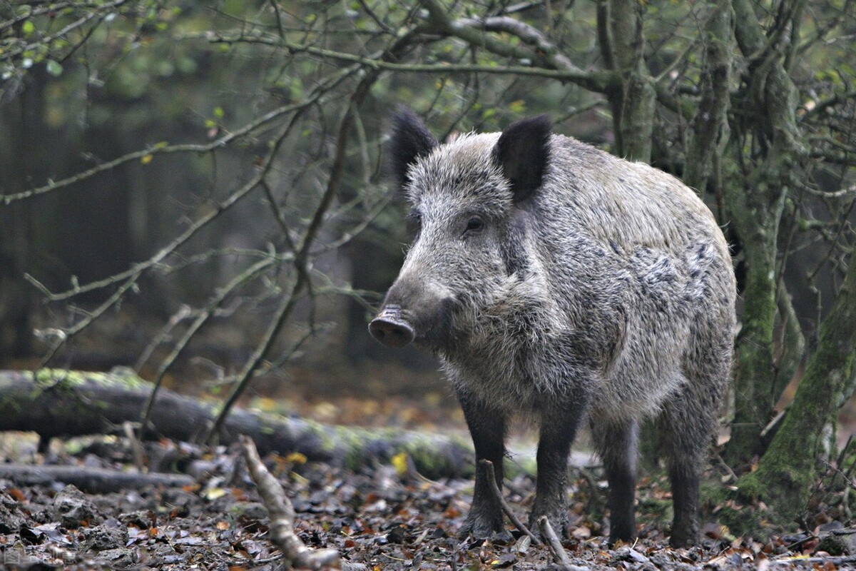日本男人单挑,日本人与野猪打架
