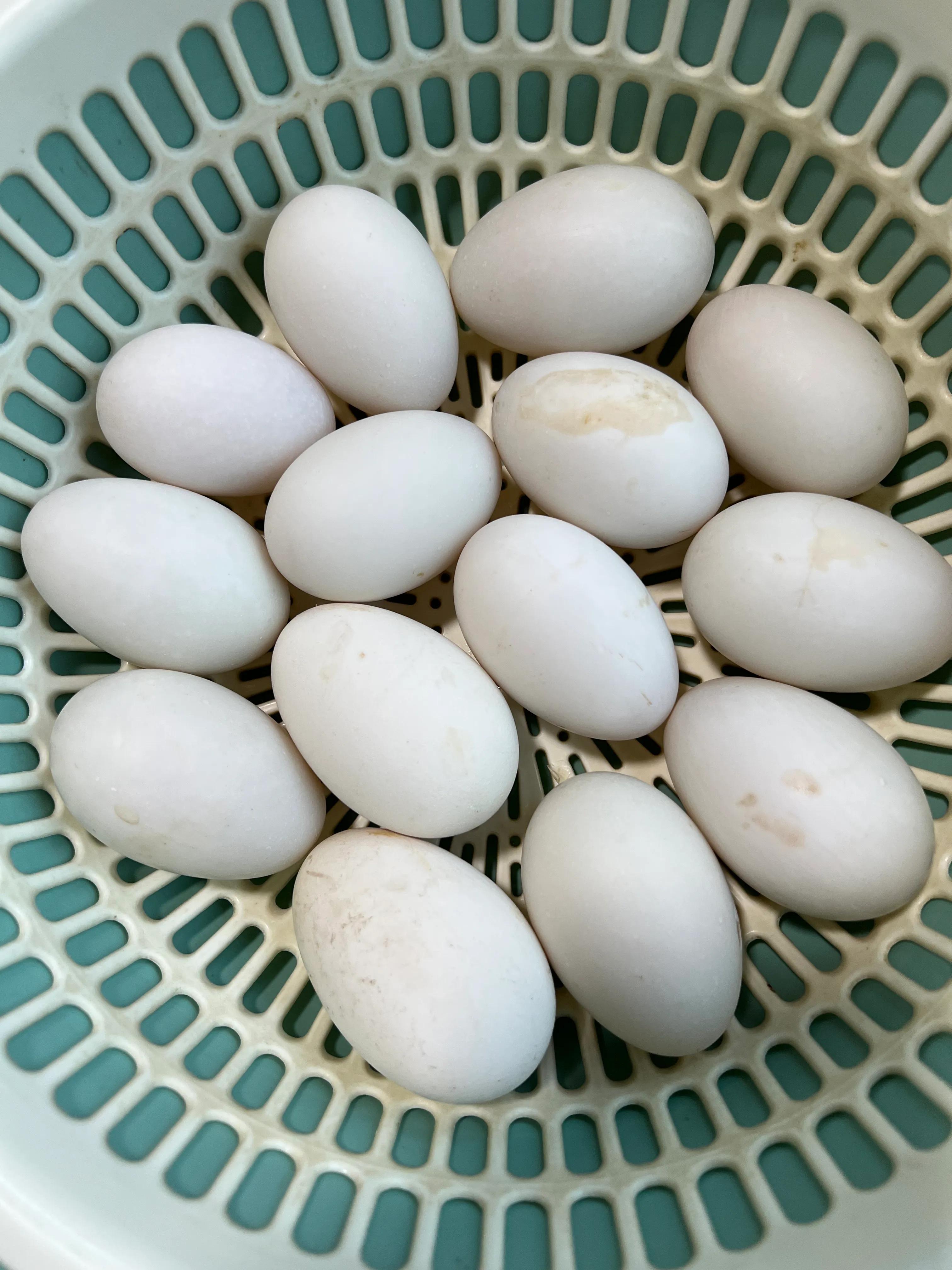 咸鸭蛋腌制重点是什么,广东正宗咸鸭蛋腌制方法