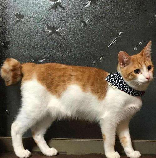 旺主人猫有什么特点,旺家猫的五大征兆是什么