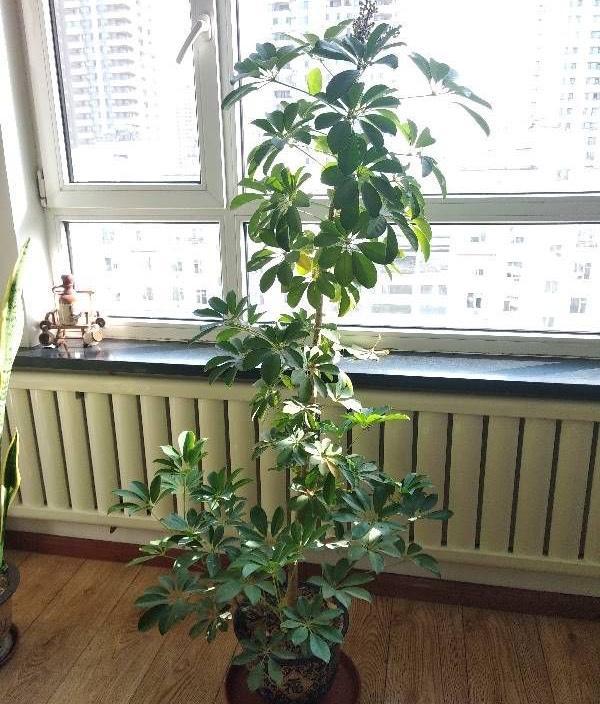 家中植物风水禁忌大全,家里养花对夫妻关系风水的讲究