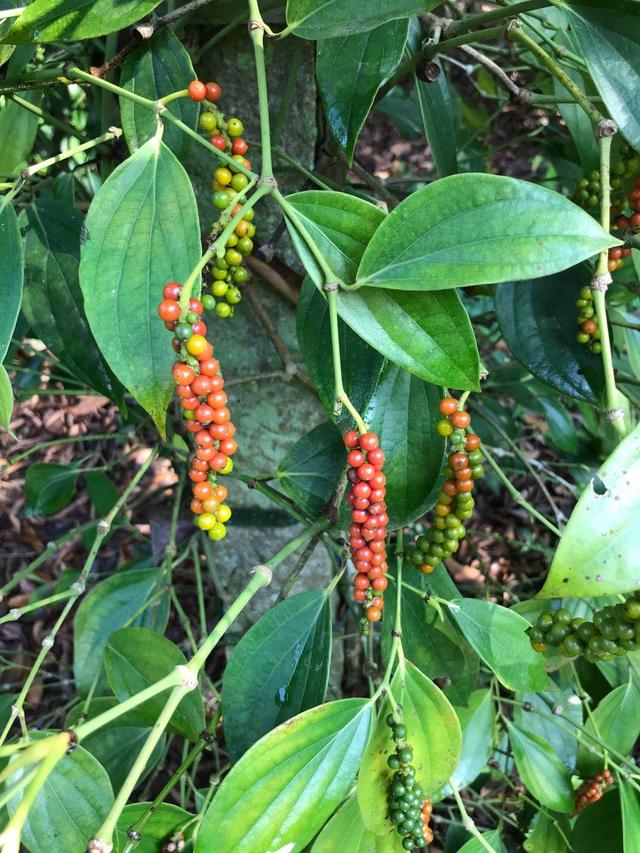 胡椒是属于什么香料,胡椒是什么样的颗粒