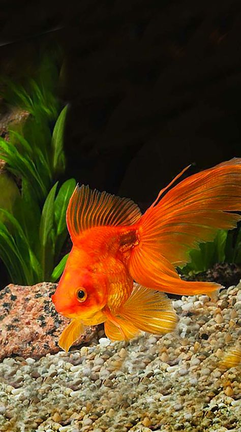 金鱼不吃食的原因和处理方法,金鱼为什么总是不吃