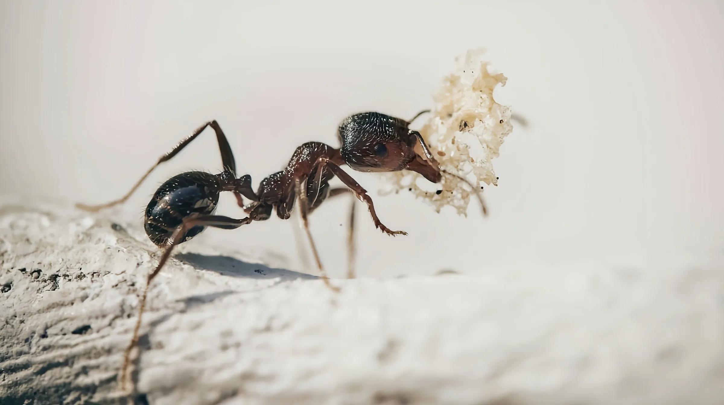 蚂蚁是怎样把食物搬回家,蚂蚁是怎么把食物搬进洞里的呢