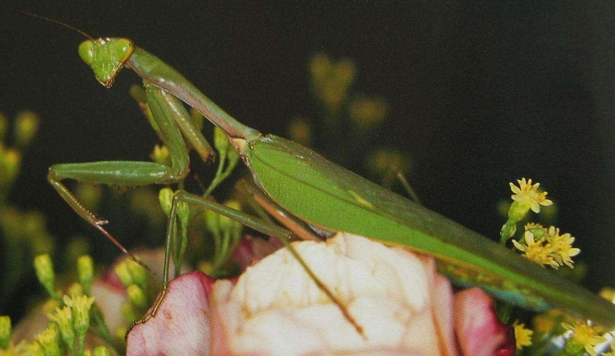 世界上最残酷的动物捕食,世界上最凶残的昆虫有哪些