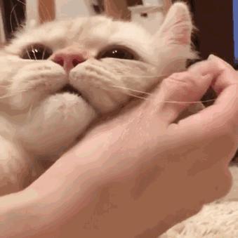 猫咪被冻着了该怎么办呀,猫咪被冻坏了